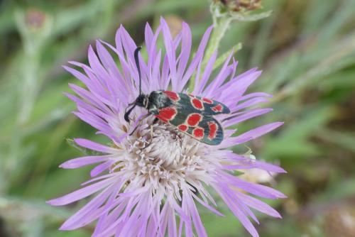 Réf. 236 296 : Zygaena carniolica